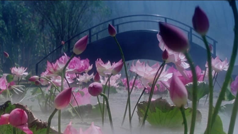 Ảnh backdrop